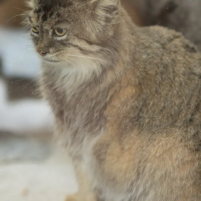 A photograph of Primula in Ueno Zoological Gardens