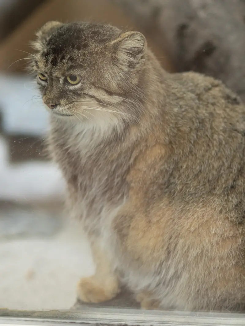 A photograph of Primula in Ueno Zoological Gardens