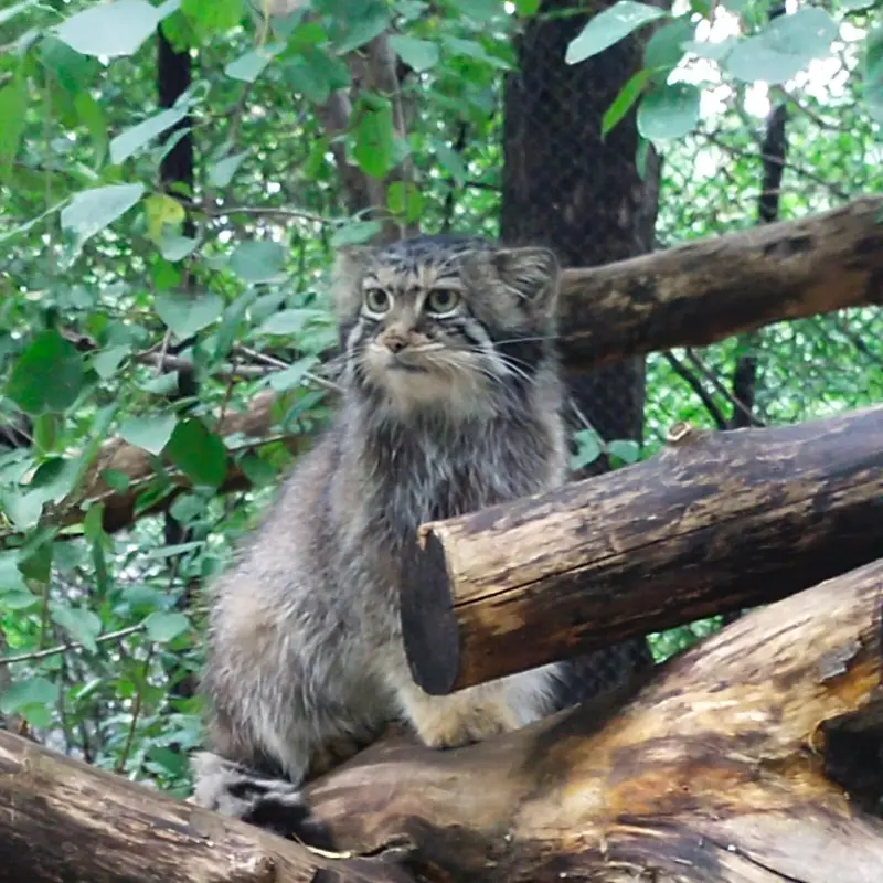A photograph of Eve in Novosibirsk Zoo