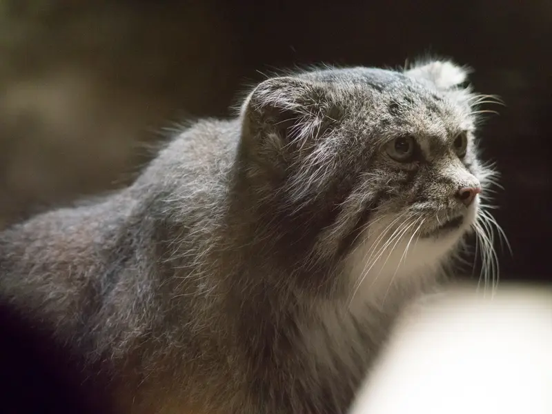 A photograph of Klyon in Ueno Zoological Gardens