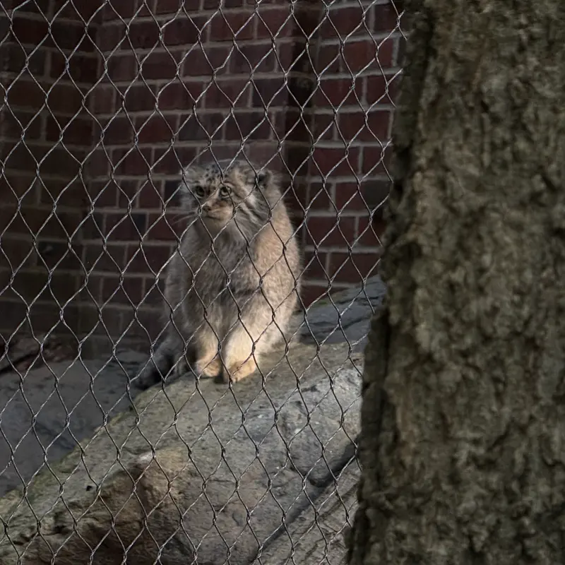 A photograph of Sarnai in Prospect Park Zoo