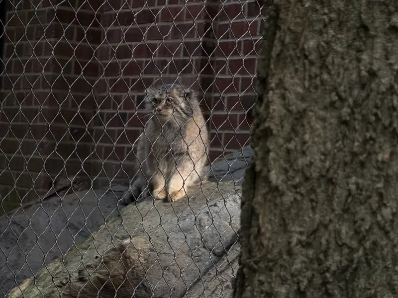 A photograph of Sarnai in Prospect Park Zoo