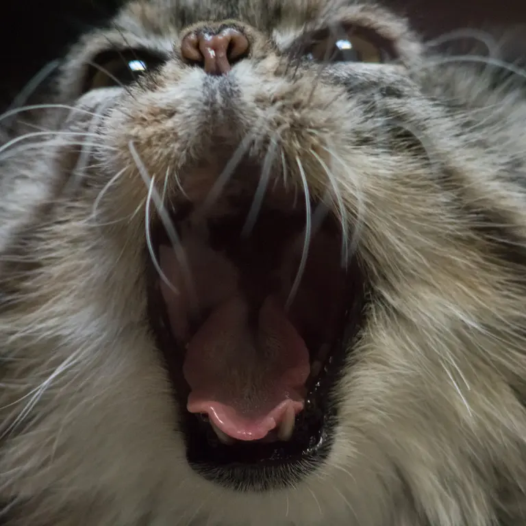 A photograph of Primula in Ueno Zoological Gardens