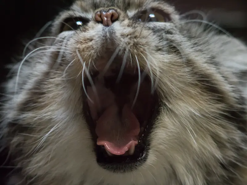 A photograph of Primula in Ueno Zoological Gardens