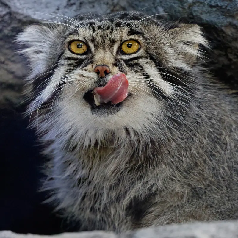 A photograph of Grusha in Asahiyama Zoo