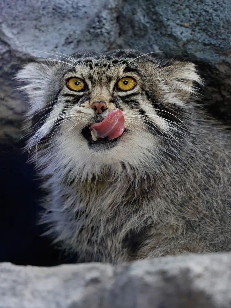 A photograph of Grusha in Asahiyama Zoo