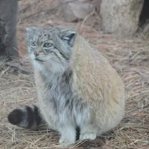 A photograph of Red in Cheyenne Mountain Zoo
