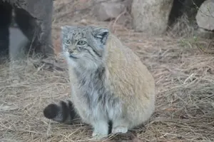 A photograph of Red in Cheyenne Mountain Zoo