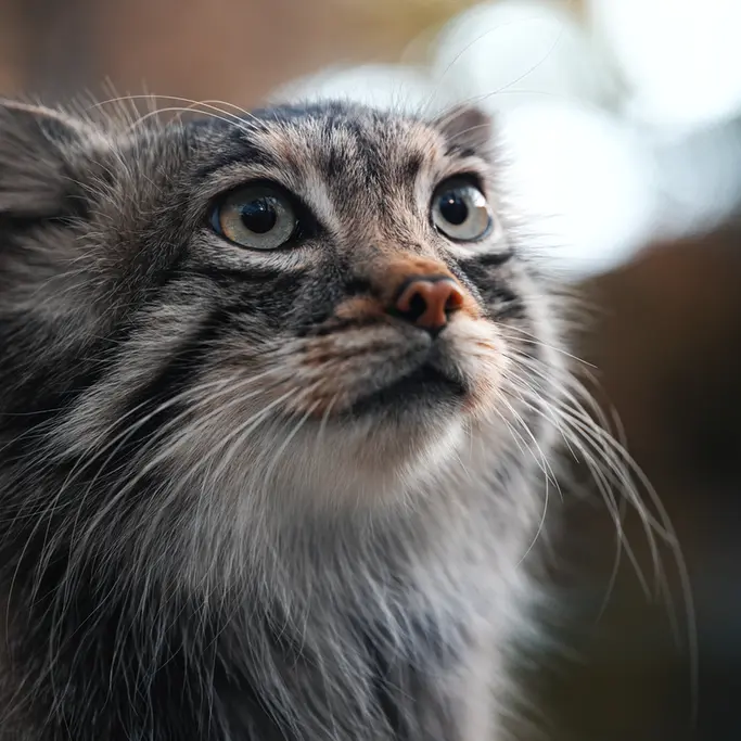 A photograph of Az in Kobe Animal Kingdom