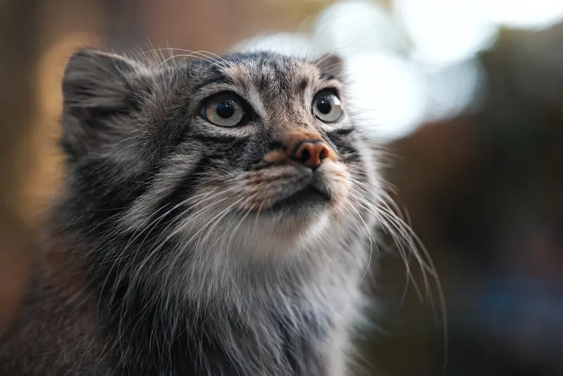 A photograph of Az in Kobe Animal Kingdom