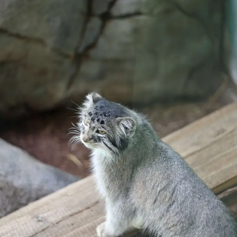 A photograph of Midas in Birmingham Zoo