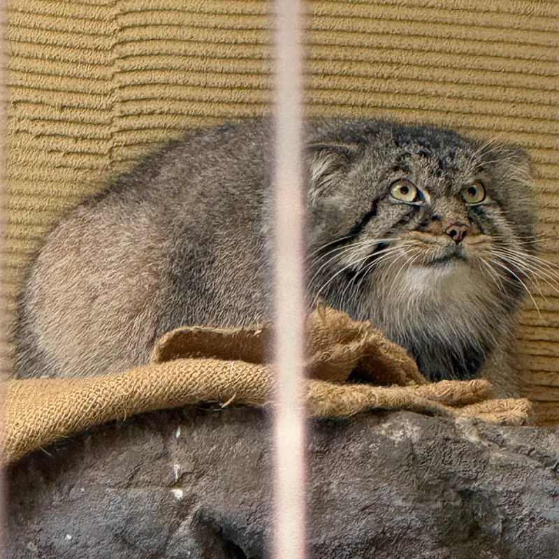 A photograph of Hide in Asahiyama Zoo