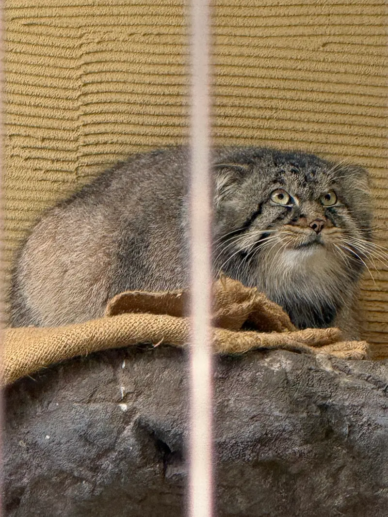 A photograph of Hide in Asahiyama Zoo