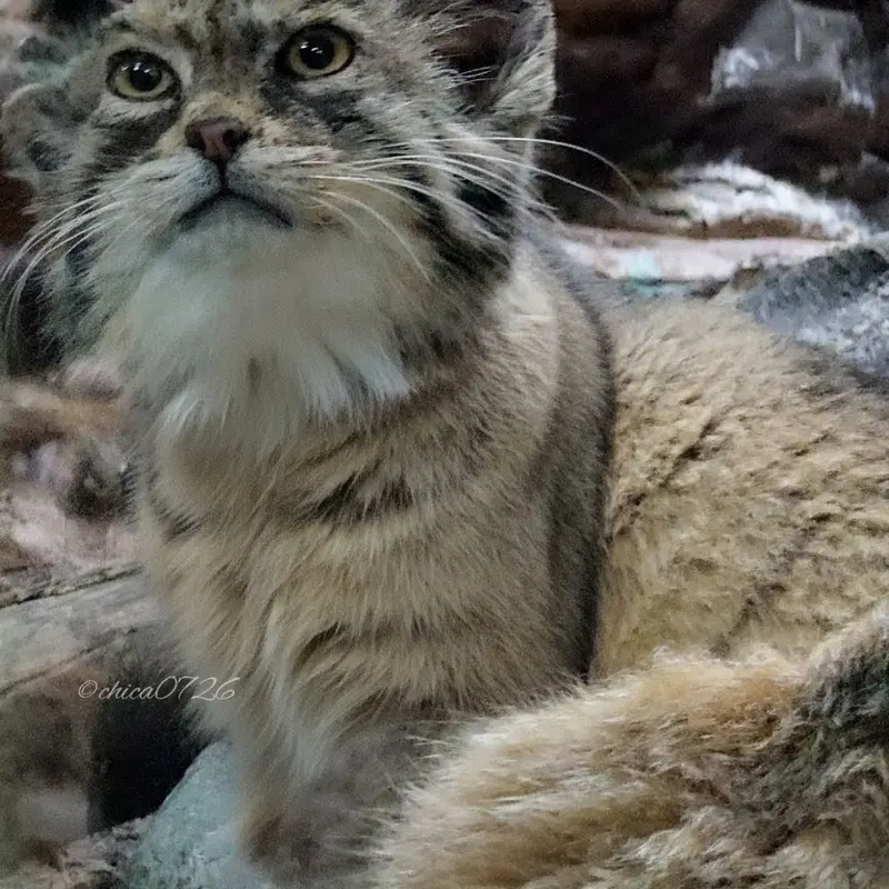 A photograph of Primula in Ueno Zoological Gardens