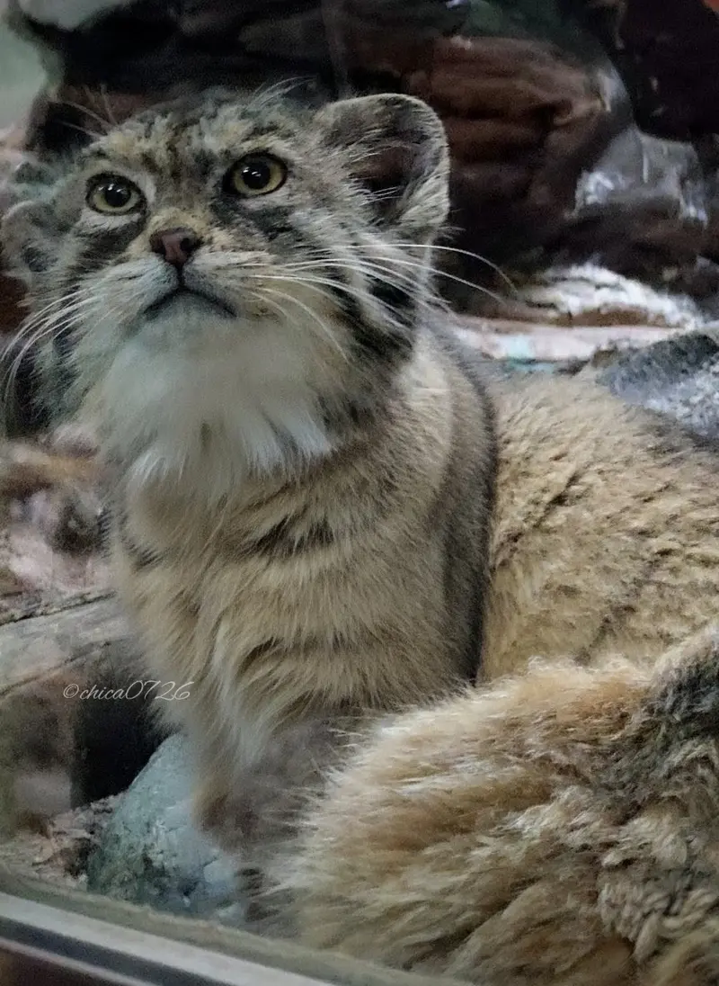 A photograph of Primula in Ueno Zoological Gardens