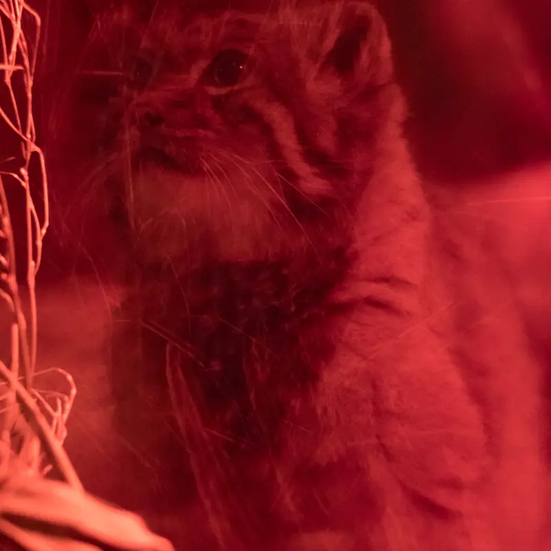 A photograph of Naim in Ueno Zoological Gardens