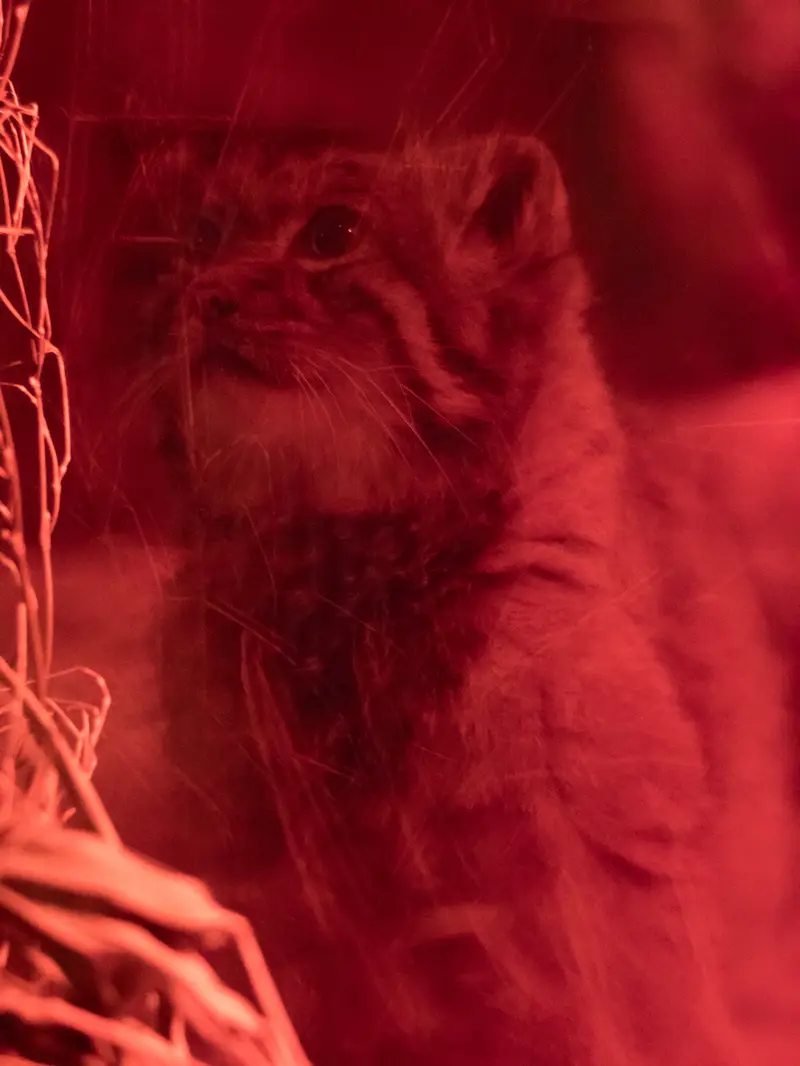 A photograph of Naim in Ueno Zoological Gardens