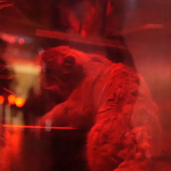 A photograph of a Pallas's cat in Ueno Zoological Gardens