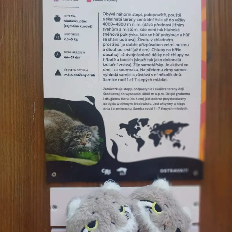 A photograph of a Pallas's cat in Ostrava Zoo