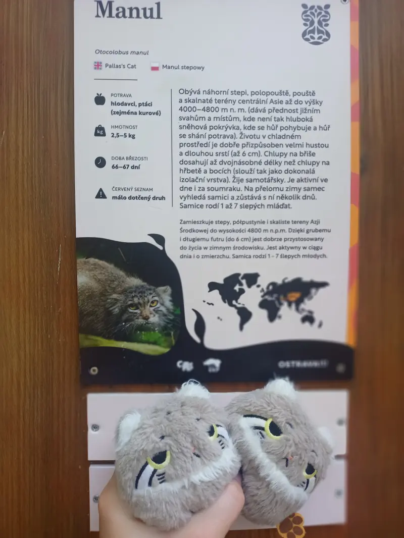 A photograph of a Pallas's cat in Ostrava Zoo