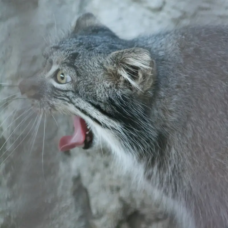 A photograph of Figa in Nogeyama Zoo