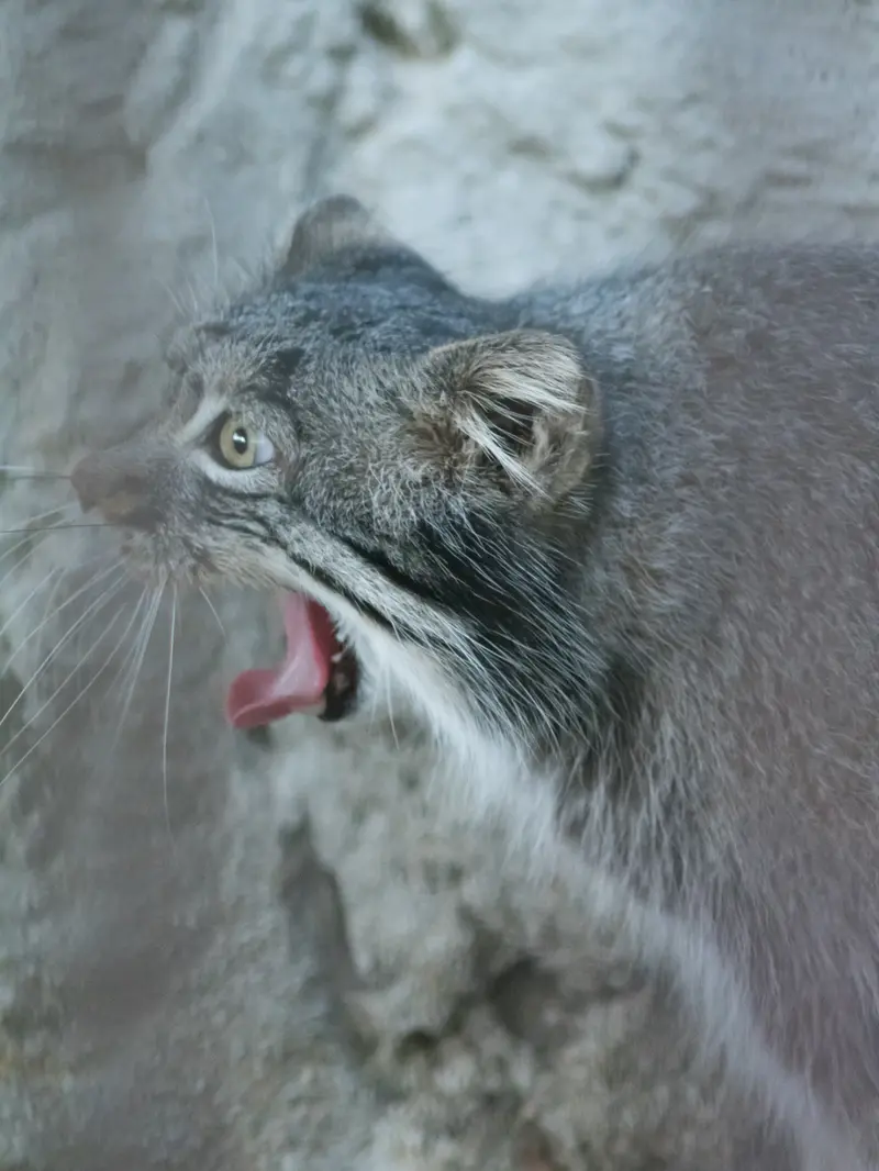 A photograph of Figa in Nogeyama Zoo