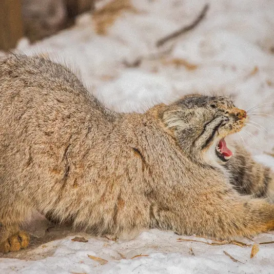 A photograph of Son of Eve 2024 Ⅱ in Novosibirsk Zoo