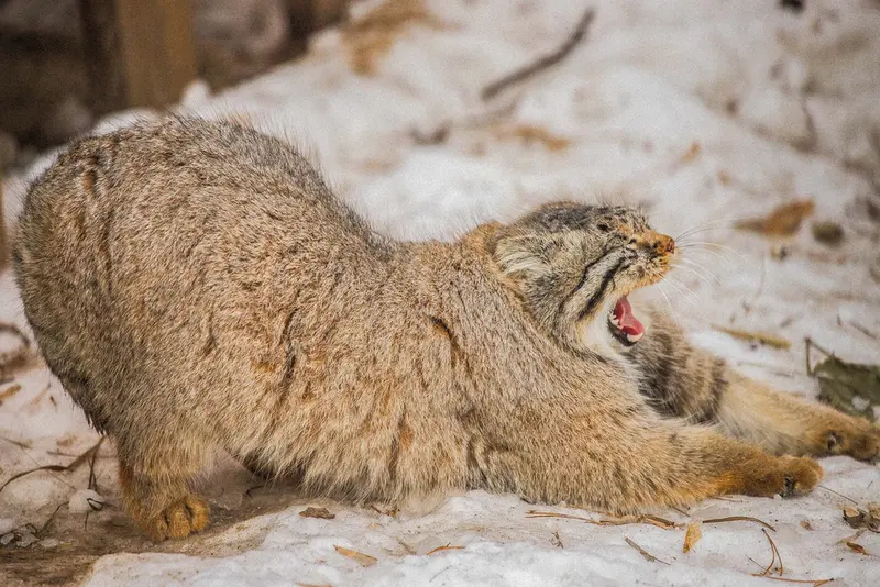 A photograph of Son of Eve 2024 Ⅱ in Novosibirsk Zoo
