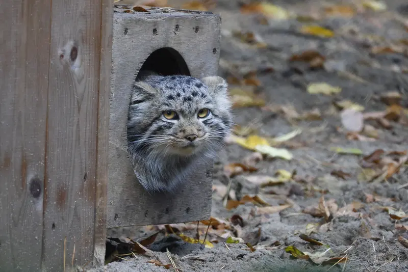 A photograph of Son of Snezhana b.2026 Ⅰ in Novosibirsk Zoo