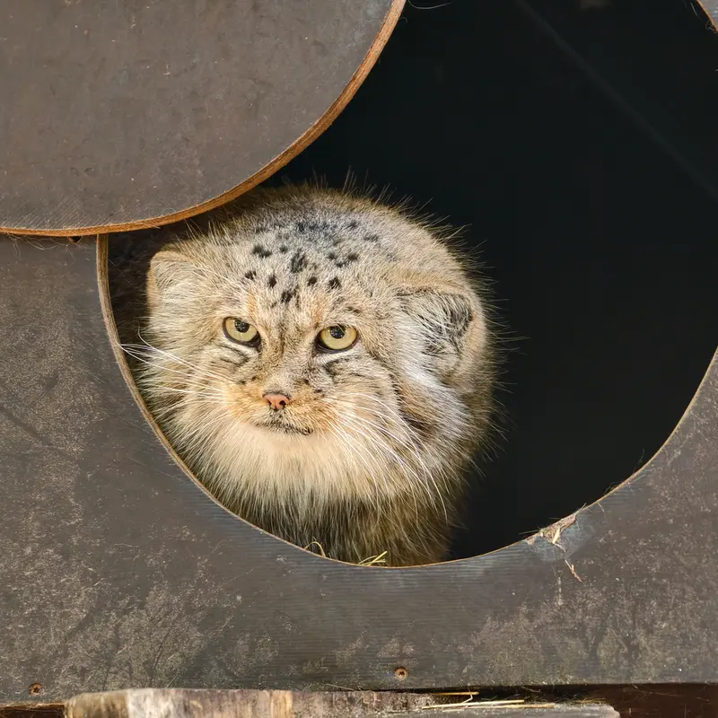 A photograph of Alani in Košice Zoo