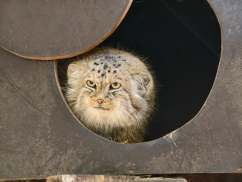 A photograph of Alani in Košice Zoo