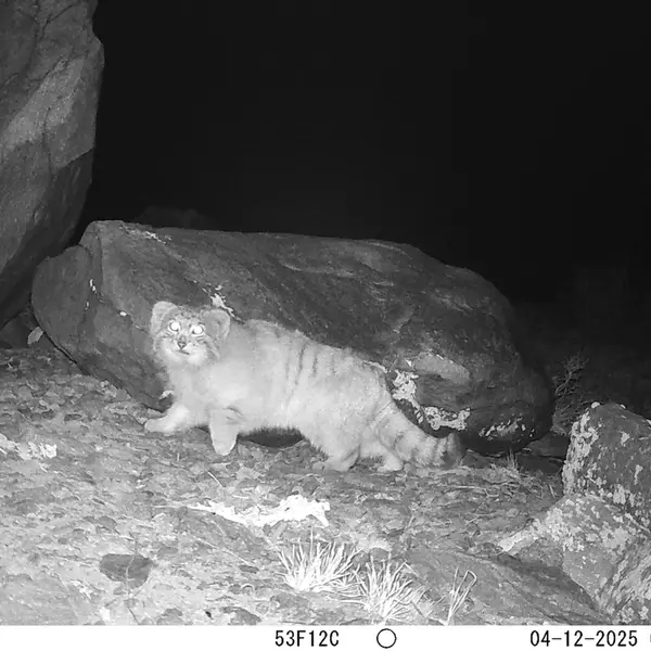 A photograph of Otocolobus manul manul from Koshkar camera trap