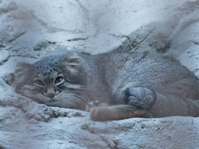 A photograph of Figa in Nogeyama Zoo
