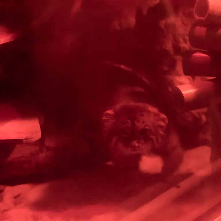 A photograph of Naim in Ueno Zoological Gardens
