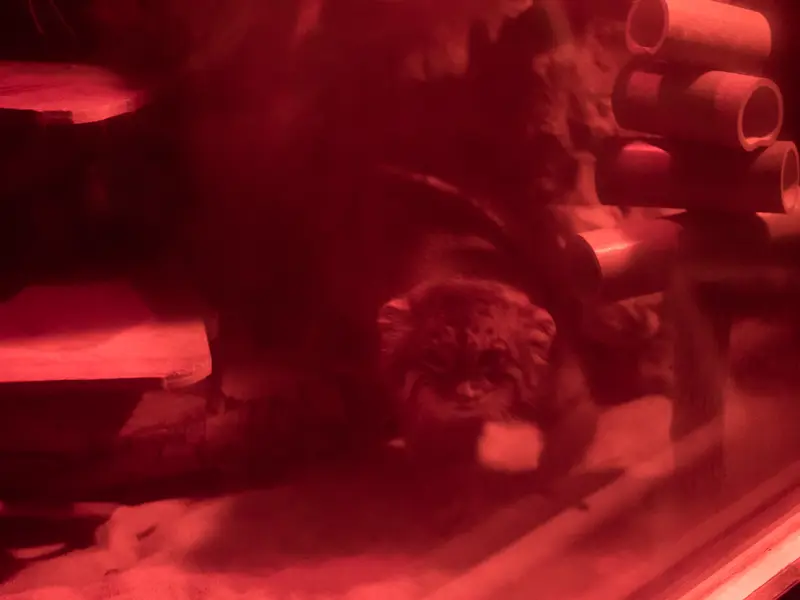 A photograph of Naim in Ueno Zoological Gardens