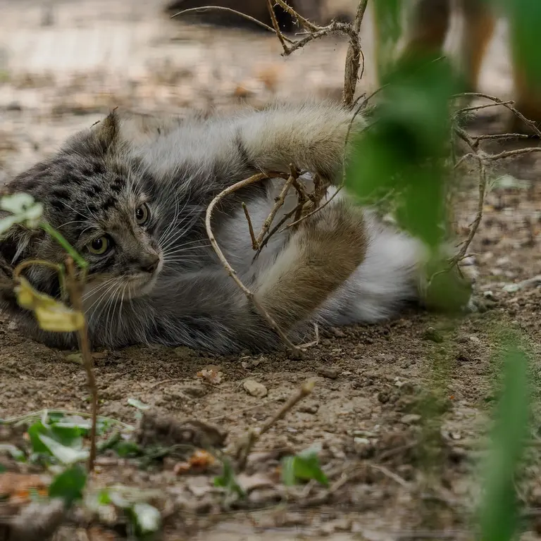 A photograph of a Pallas's cat in Brno Zoo