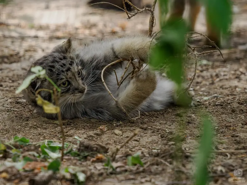 A photograph of a Pallas's cat in Brno Zoo