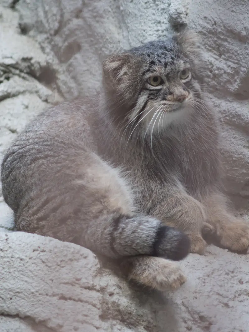A photograph of Figa in Nogeyama Zoo