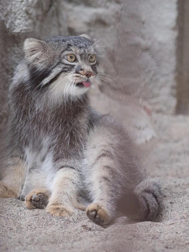 A photograph of Figa in Nogeyama Zoo