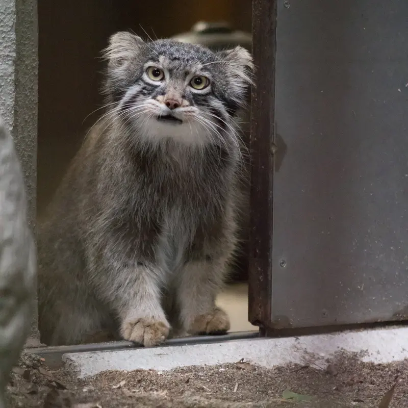 A photograph of Figa in Nogeyama Zoo