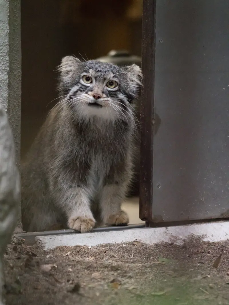 A photograph of Figa in Nogeyama Zoo