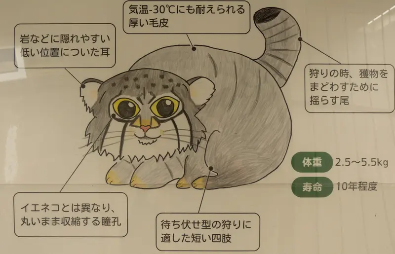 A photograph of a Pallas's cat
