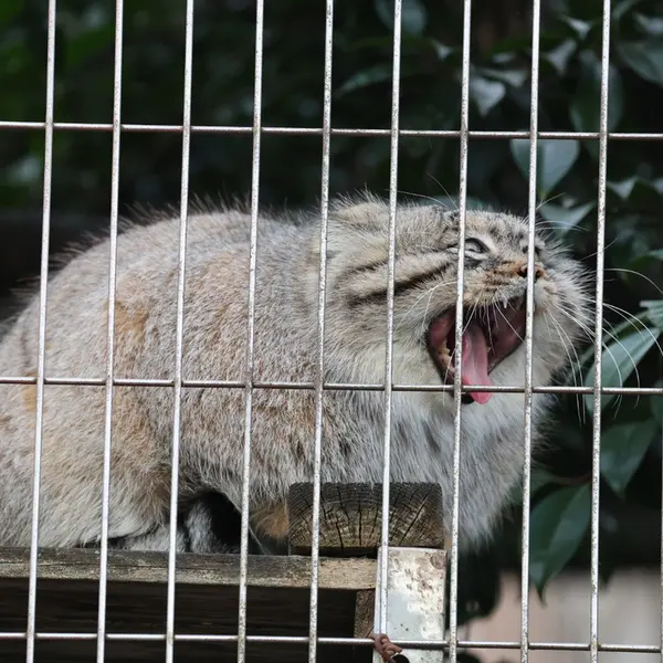 A photograph of Eru in Higashiyama Zoo and Botanical Gardens