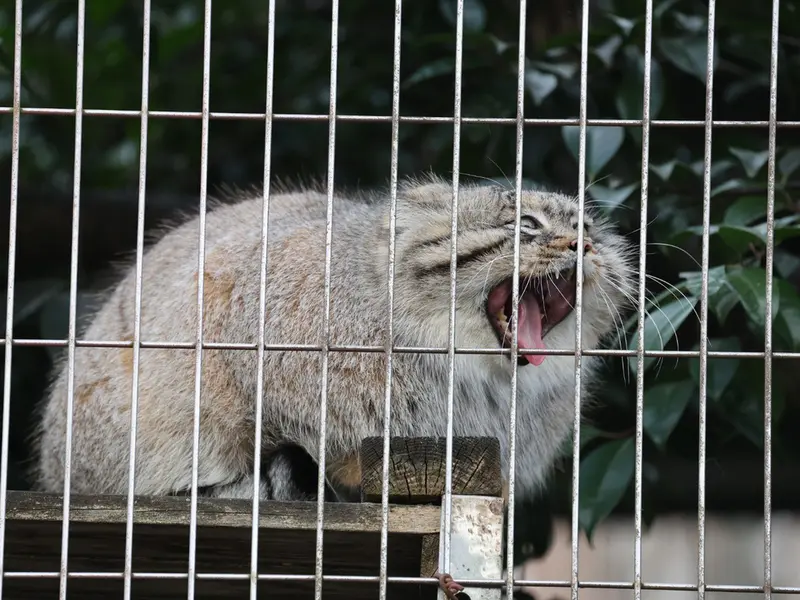A photograph of Eru in Higashiyama Zoo and Botanical Gardens
