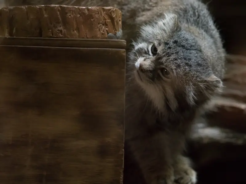 A photograph of Klyon in Ueno Zoological Gardens