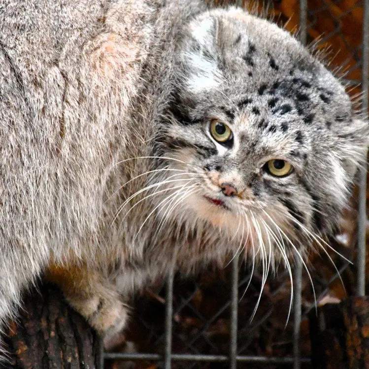 A photograph of Magellan in Poznan New Zoo