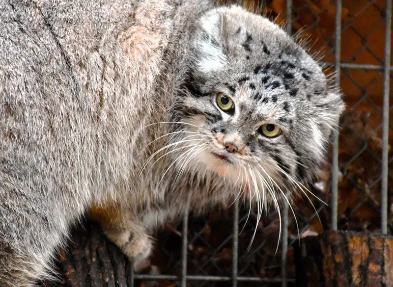 A photograph of Magellan in Poznan New Zoo