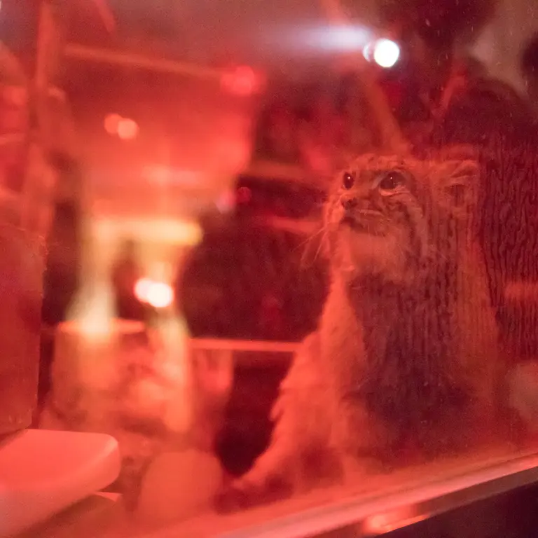 A photograph of Naim in Ueno Zoological Gardens