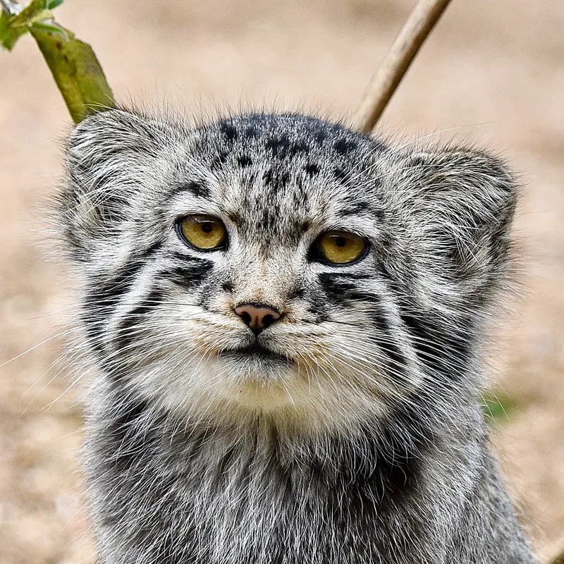 Bat-Erdene the Pallas's cat from Port Lympne Wild Animal Park