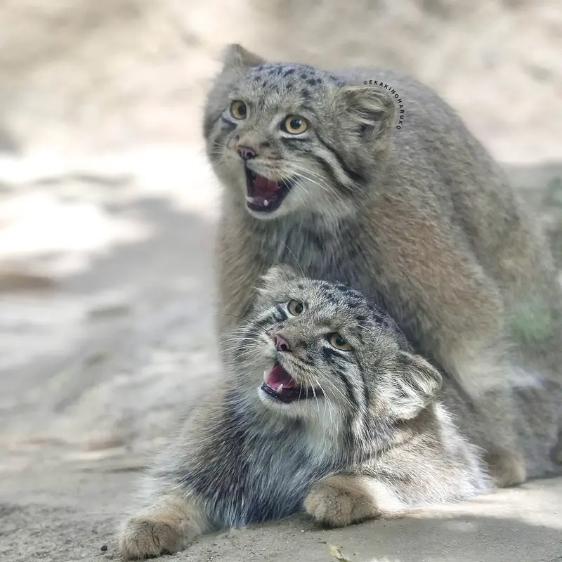 A photograph of San and Bono in Kobe Animal Kingdom